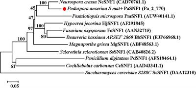 Involvement of PaSNF1 in Fungal Development, Sterigmatocystin Biosynthesis, and Lignocellulosic Degradation in the Filamentous Fungus <mark class="highlighted">Podospora</mark> anserina